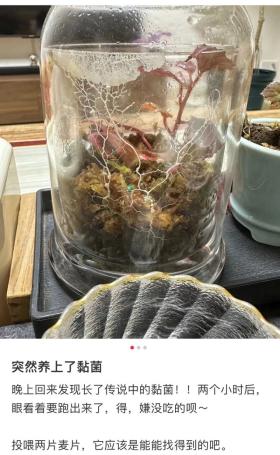 揭秘：无数网友疯狂追捧，这种‘口腔黏膜’竟成新型宠物潮流！