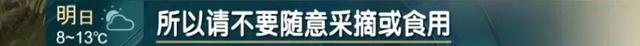 澳门一码一肖一特一中中什么号码，2024年10月20日转发给“相亲相爱一家人”，路边的野果不要采_词语解释落实_网页版61zjwl